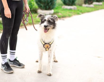 Süße Charly bereits über 2 Jahre. Sie sucht eine eigene Familie!