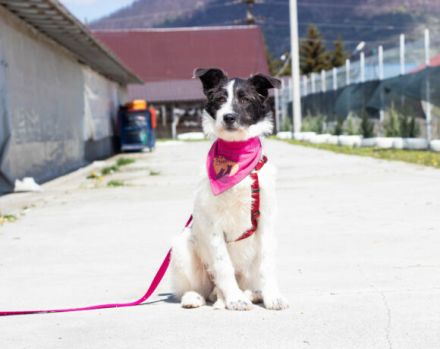 Süße Charly bereits über 2 Jahre. Sie sucht eine eigene Familie!