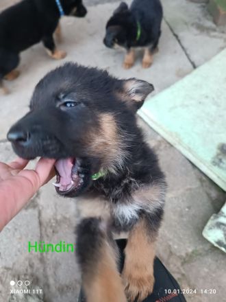 Schäferhund-Mix Welpen