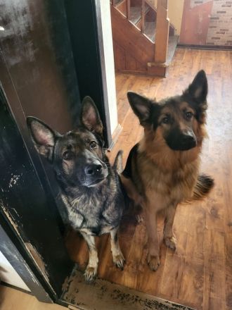 Schäferhund-Mix Welpen