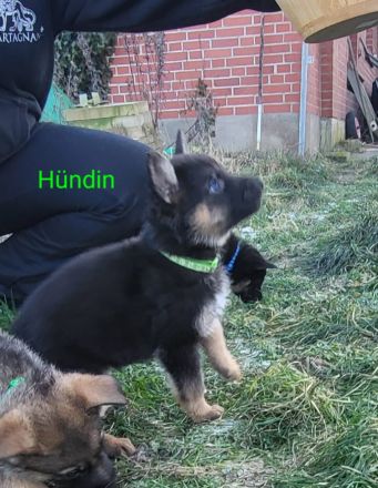 Schäferhund-Mix Welpen