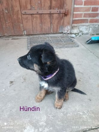 Schäferhund-Mix Welpen