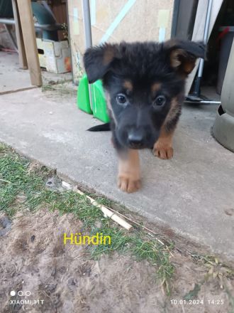 Schäferhund-Mix Welpen