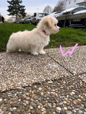 Bichon Malteser Welpen