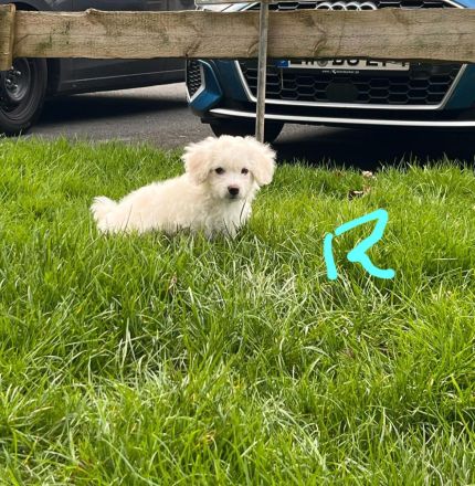 Bichon Malteser Welpen