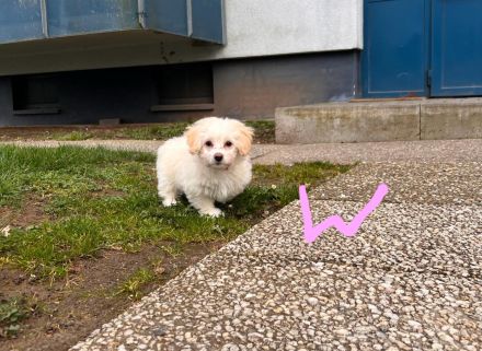 Bichon Malteser Welpen