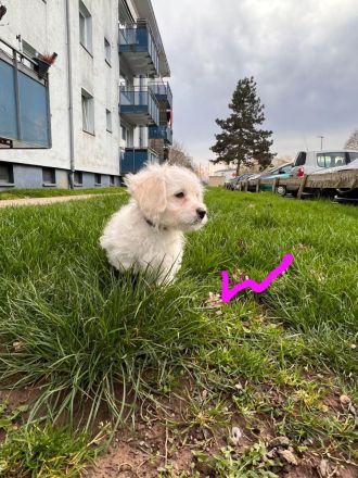Bichon Malteser Welpen