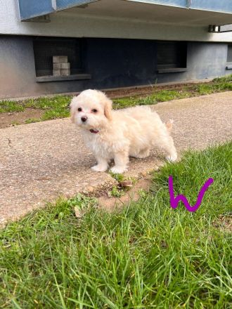 Bichon Malteser Welpen