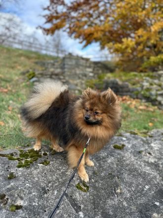 Deckrüder (kein Verkauf) Pomeranien Spitz
