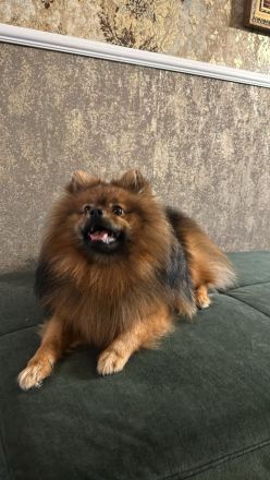 Deckrüder (kein Verkauf) Pomeranien Spitz