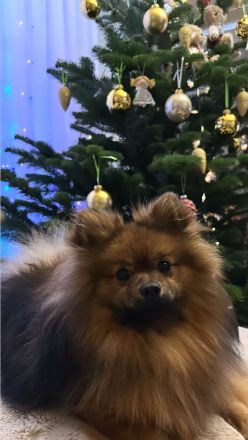 Deckrüder (kein Verkauf) Pomeranien Spitz