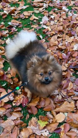 Deckrüder (kein Verkauf) Pomeranien Spitz