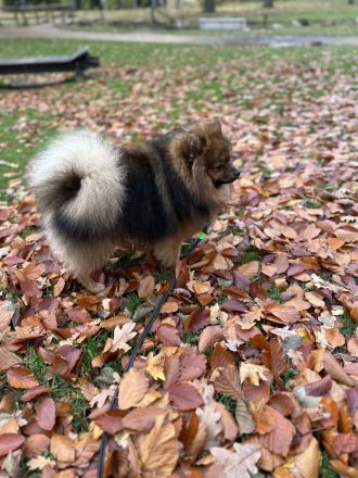 Deckrüder (kein Verkauf) Pomeranien Spitz