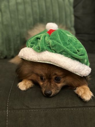 Deckrüder (kein Verkauf) Pomeranien Spitz