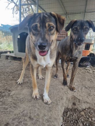 Zaghafte Cassy braucht Sicherheit