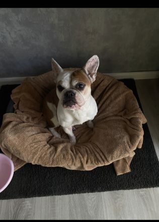 2 Alternativ Bulldoggen Hündinnen