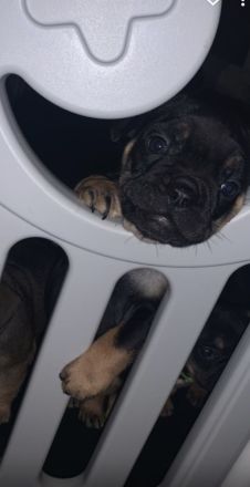 2 Alternativ Bulldoggen Hündinnen