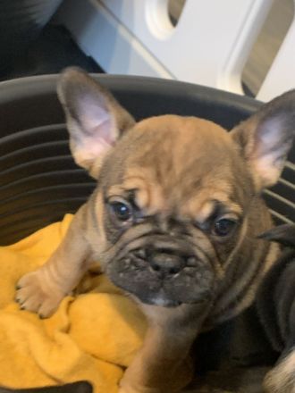 2 Alternativ Bulldoggen Hündinnen