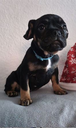 2 Alternativ Bulldoggen Hündinnen