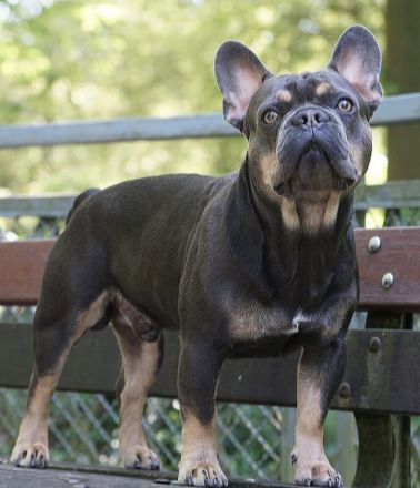 2 Alternativ Bulldoggen Hündinnen