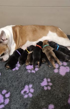 2 Alternativ Bulldoggen Hündinnen