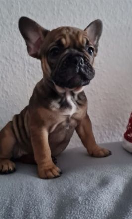 2 Alternativ Bulldoggen Hündinnen