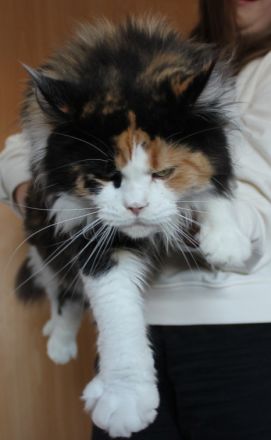 Battle Creek, Maine Coon Zucht seit 24 Jahren.