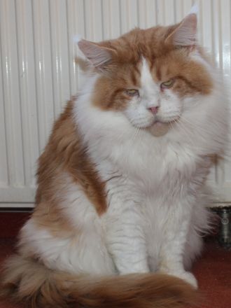 Battle Creek, Maine Coon Zucht seit 24 Jahren.