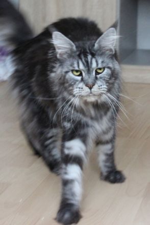 Battle Creek, Maine Coon Zucht seit 24 Jahren.