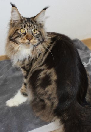 Battle Creek, Maine Coon Zucht seit 24 Jahren.