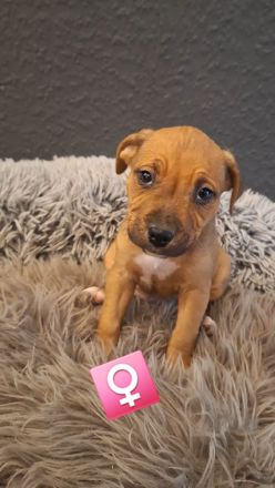 9 wunderschöne welpen suchen bald ein schönes Zuhause