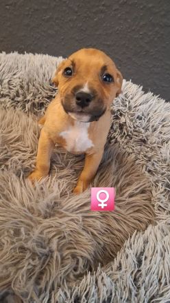 9 wunderschöne welpen suchen bald ein schönes Zuhause