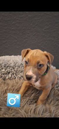 9 wunderschöne welpen suchen bald ein schönes Zuhause