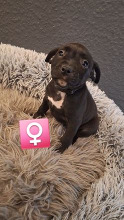 9 wunderschöne welpen suchen bald ein schönes Zuhause