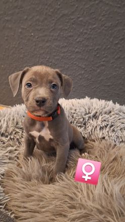 9 wunderschöne welpen suchen bald ein schönes Zuhause