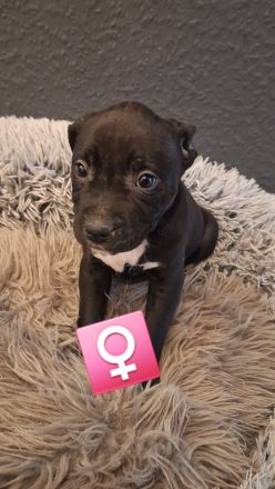 9 wunderschöne welpen suchen bald ein schönes Zuhause