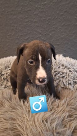 9 wunderschöne welpen suchen bald ein schönes Zuhause