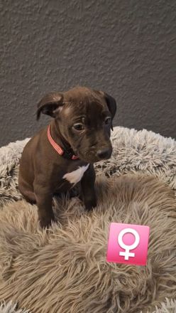 9 wunderschöne welpen suchen bald ein schönes Zuhause