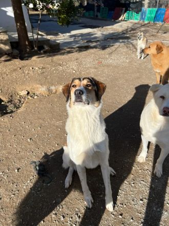 Intelligente und wunderschöne Karmen