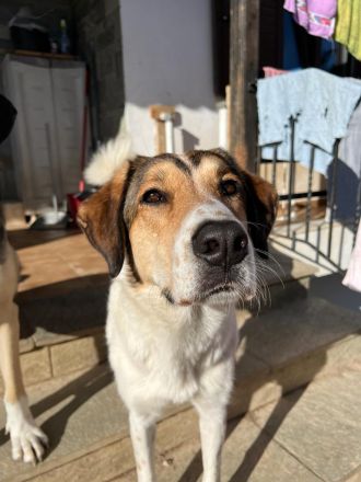 Intelligente und wunderschöne Karmen