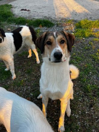 Intelligente und wunderschöne Karmen