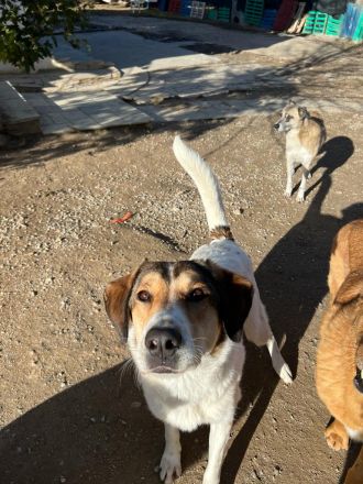 Intelligente und wunderschöne Karmen