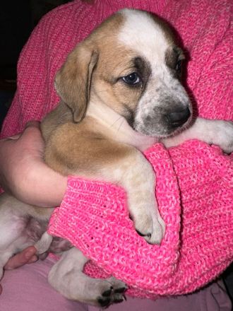 Süße Mischling Hunde Welpen