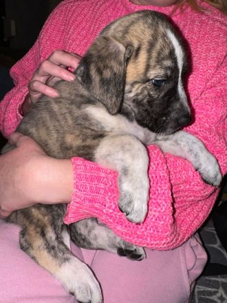 Süße Mischling Hunde Welpen