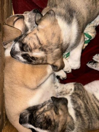 Süße Mischling Hunde Welpen