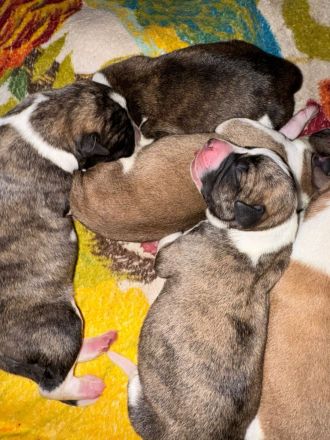 Süße Mischling Hunde Welpen