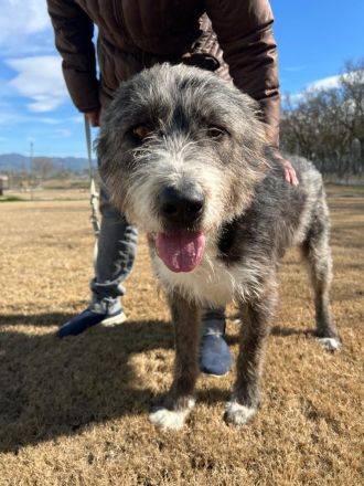 Liebenswerter Pierro sucht ein Zuhause