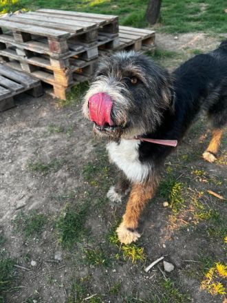 Liebenswerter Pierro sucht ein Zuhause