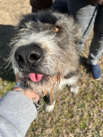 Liebenswerter Pierro sucht ein Zuhause