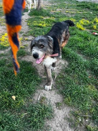 Liebenswerter Pierro sucht ein Zuhause